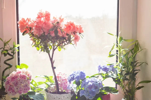 House plants in window in spring. Flowering home house plants on window sill in room interior. Concept of home garden, gardening, plants growing. Stylish interior with blooming flowers