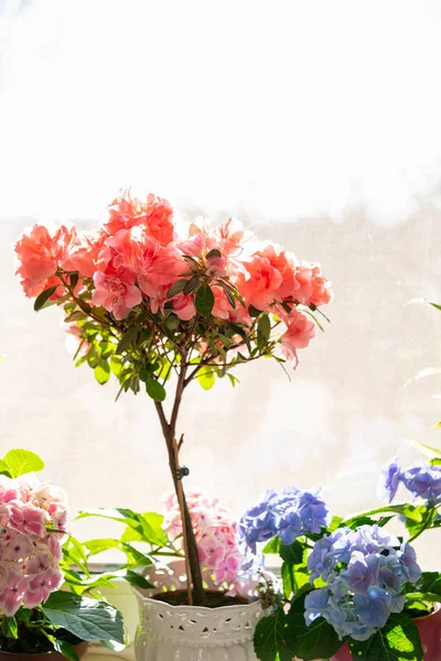 Blossom flowers home house plants on window sill in room interior. House plants in window in spring. Concept of home garden, gardening, plants growing. Stylish interior with blooming flower — Stock Image Blossom Flowers Home House Plants Window Sill Room Interior House Stock Photo