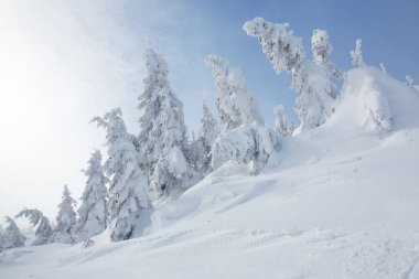 Dağlarda karla kaplı ağaçlar