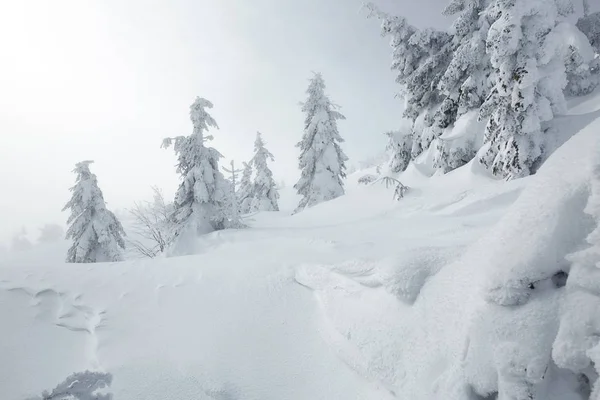 Árboles cubiertos de nieve en las montañas Imágenes De Stock Sin Royalties Gratis