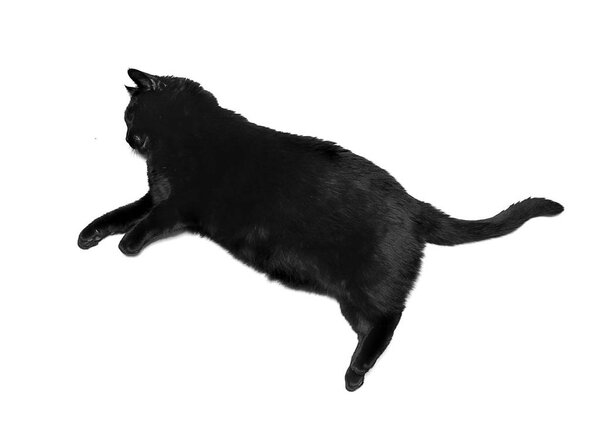 白い背景にビッグ ファット キャット Ssleeps — ストック写真