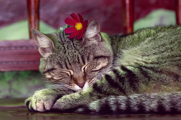 Сплячий Кіт Квіткою — стокове фото