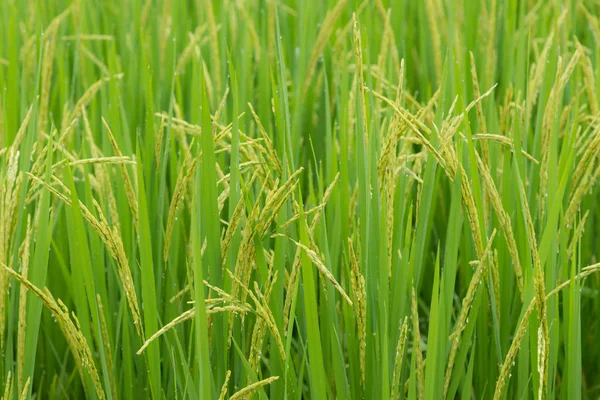 Sabah pirinç tarlası