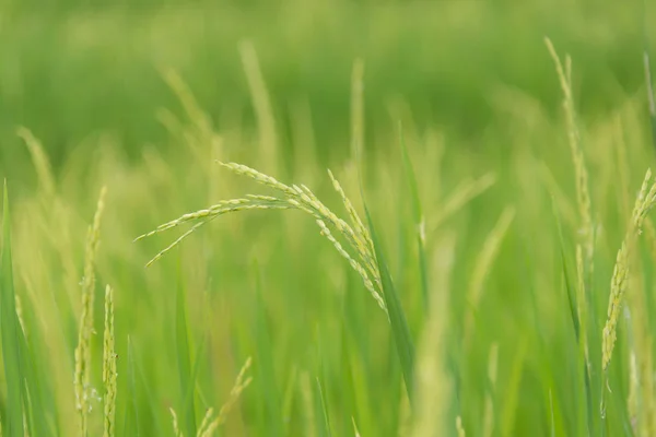 Sabah pirinç tarlası