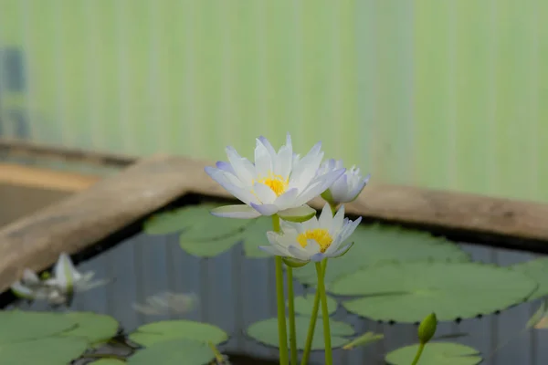 Güzel nilüfer çiçeği