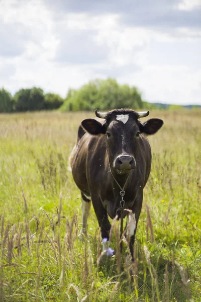 Koe Het Gras — Stockfoto