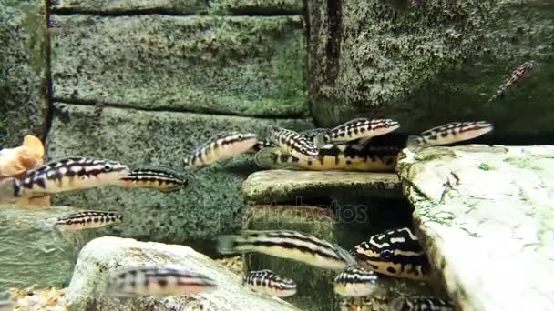 Huis Vissen Het Aquarium — Stockvideo