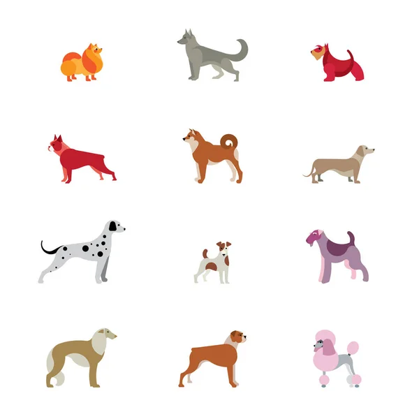 Conjunto Vectorial Diferentes Razas Perros Dálmata Terrier Shiba Inu Dachshund — Archivo Imágenes Vectoriales