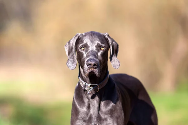 Weimarse staande hond rasechte hond buiten portret — Stockfoto