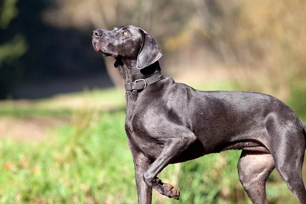 Weimarse staande hond rasechte hond — Stockfoto
