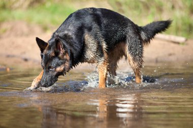 Alman Shepard köpek oynamak ve suda çalıştırın
