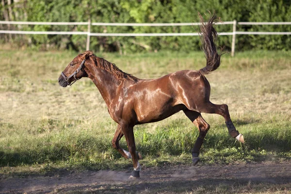 外の牧草地に無料の馬のギャロップとバッキング — ストック写真