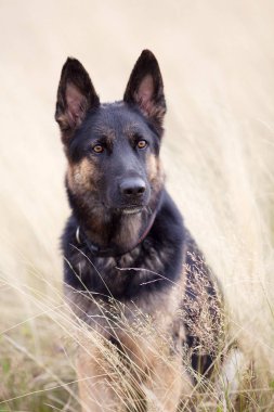 Köpek Alman çoban sit alanı portre