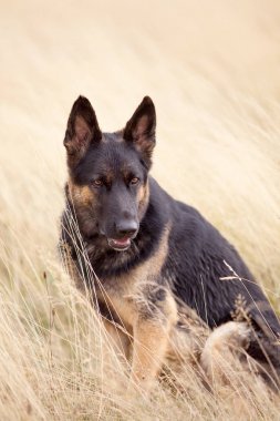 Köpek Alman çoban sit alanı portre