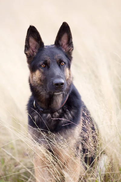 Köpek Alman çoban sit alanı portre — Stok fotoğraf