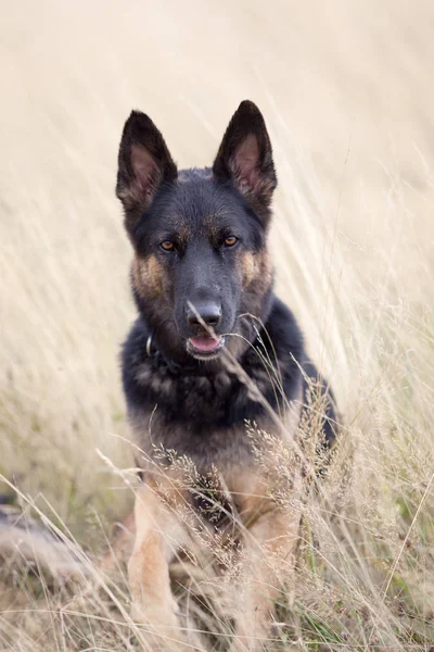 Köpek Alman çoban sit alanı portre