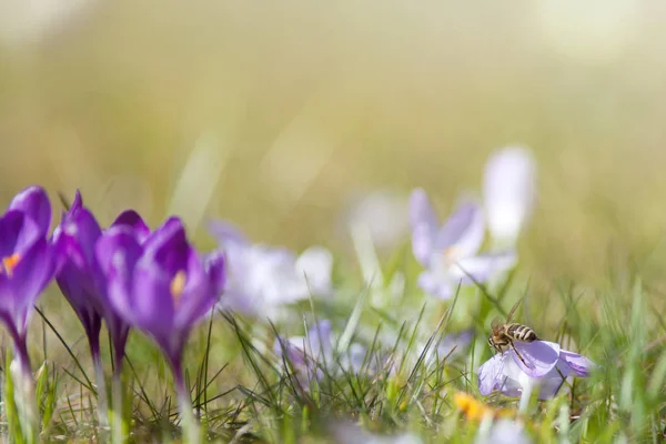 Lente bloemen weide — Stockfoto