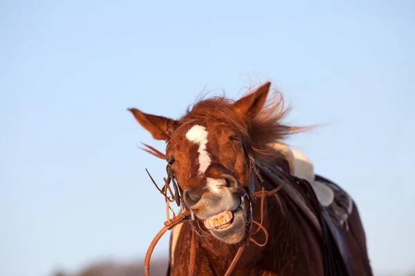 Sorriso de cavalo engraçado — Fotografia de Stock