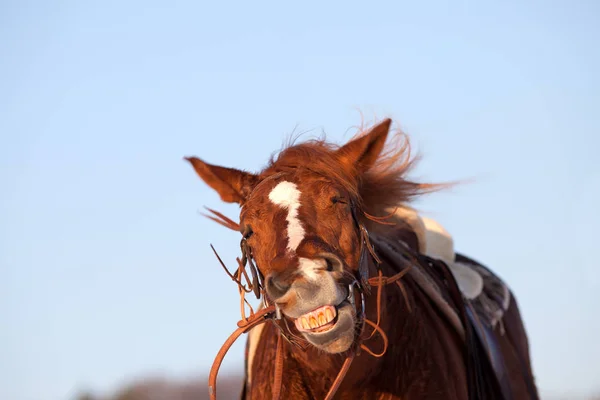 Ugly Horse Images Royalty Free Stock Ugly Horse Photos Pictures Depositphotos