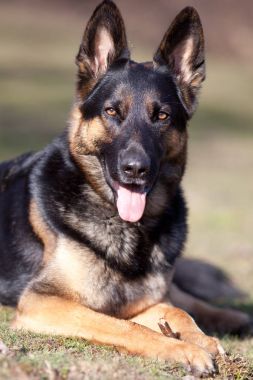 özenli Alman shepard köpek portre