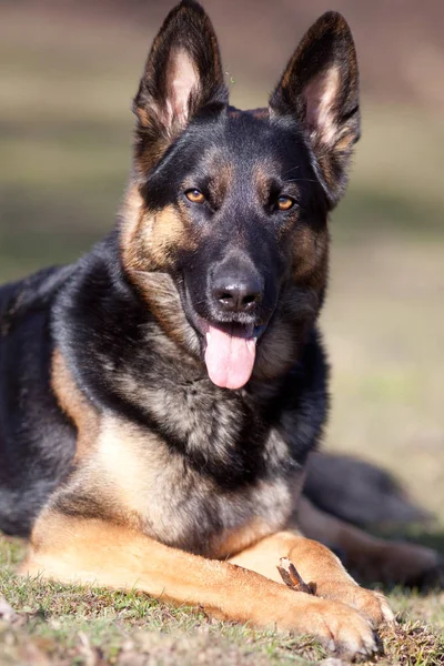 Aufmerksame Deutsche Schäferhündin — Stockfoto