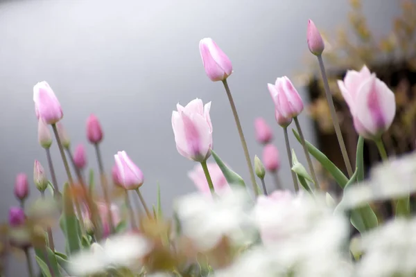 Тюльпан цветы в саду с яркими цветами Лицензионные Стоковые Изображения