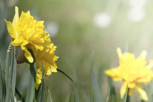 Daffodil flores de Páscoa fundo — Fotografia de Stock