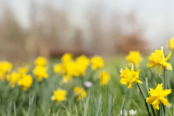 Daffodil flores de Páscoa fundo — Fotografia de Stock