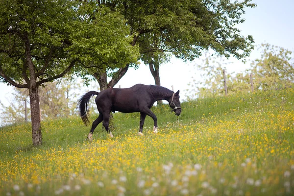 Cavalo Negro livre no prado com muitas flores — Fotografia de Stock