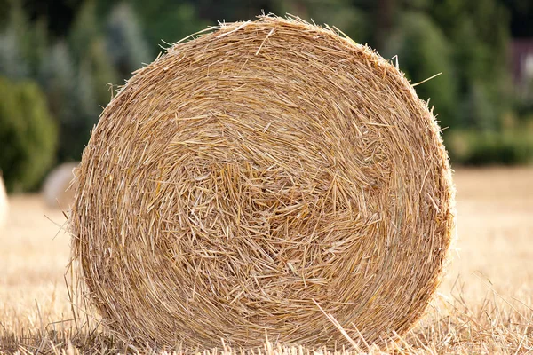 Balla di paglia su campo di grano — Foto Stock