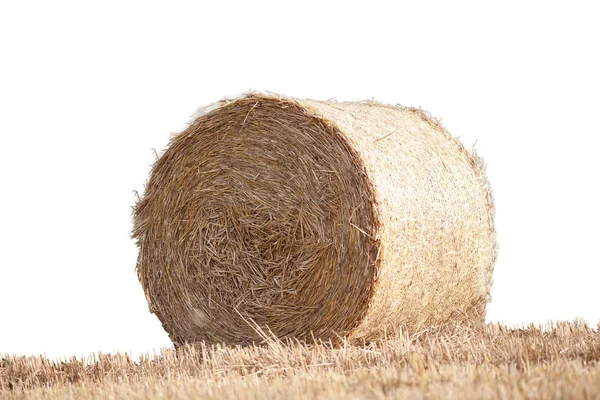 Straw bale on cornfield isolated — Stock Photo, Image