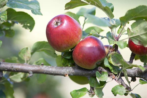 Appletree piros almával — Stock Fotó