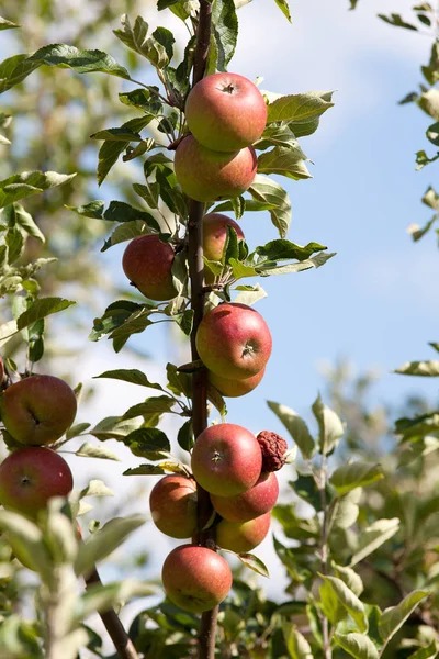 Appletree piros almával — Stock Fotó