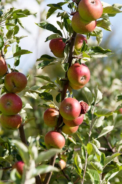 Appletree piros almával — Stock Fotó