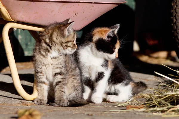Cute kitten, baby cats play and sleep — Stock Photo, Image