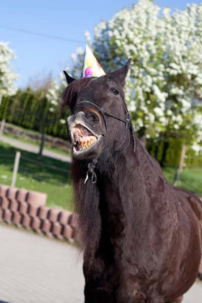 Grappige paard met feest hoed viert zijn verjaardag — Stockfoto