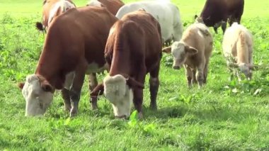 inek ve dışında bebek derisindeki yeşil çayır video otlatma