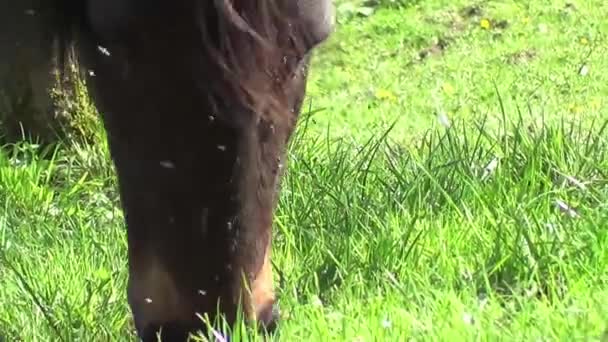 Cavallo con un sacco di mosche in faccia — Video Stock