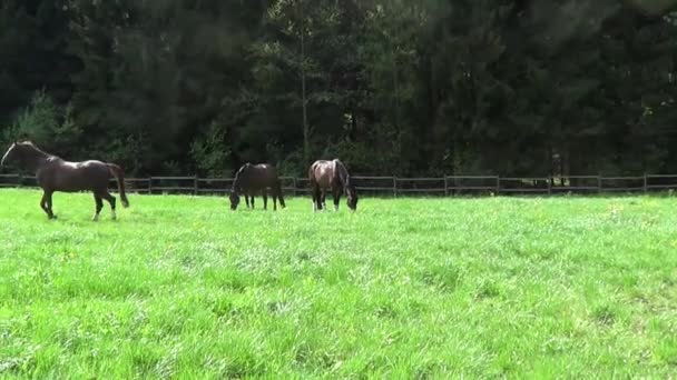 Schönes Pferd Galopp Frei Draußen — Stockvideo