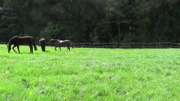 Piękny Koń Galopp Wolny Poza — Wideo stockowe