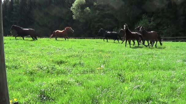 Caballos corren libres en el paddock — Vídeos de Stock