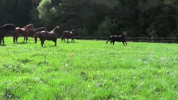 Chevaux courir gratuitement sur le paddock 