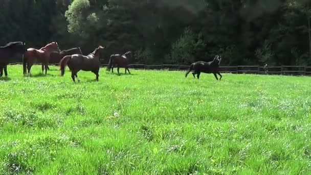 Hästar springa fritt på paddock — Stockvideo