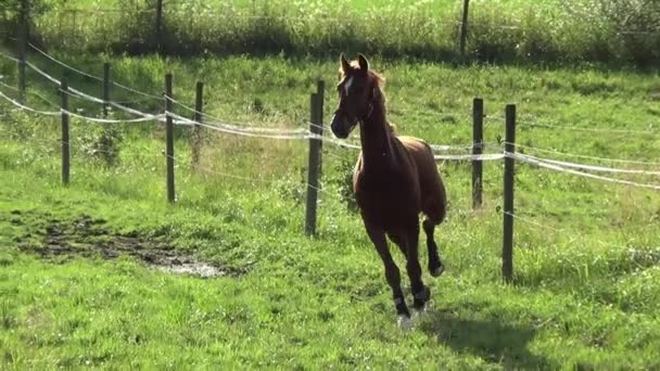 Course de chevaux au ralenti libre 
