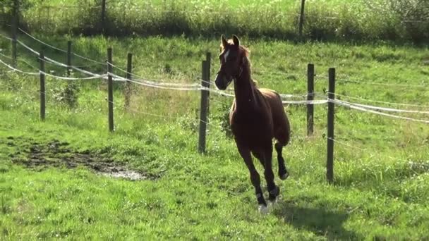 Paard voeren gratis Slowmotion — Stockvideo