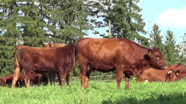 Kühe Und Kälbchen Auf Der Weide Grasen Und Laufen Frei — Stockvideo