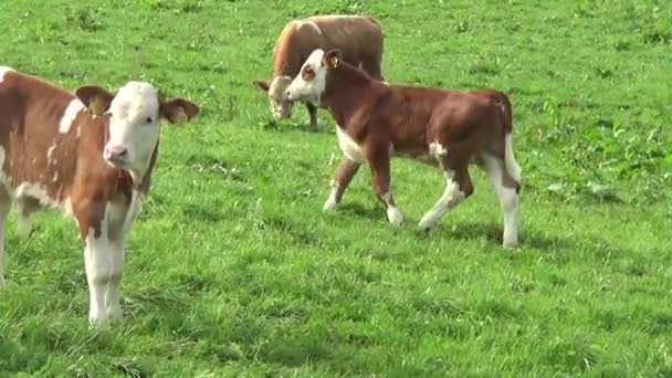 Vacas Bezerro Prado — Vídeo de Stock