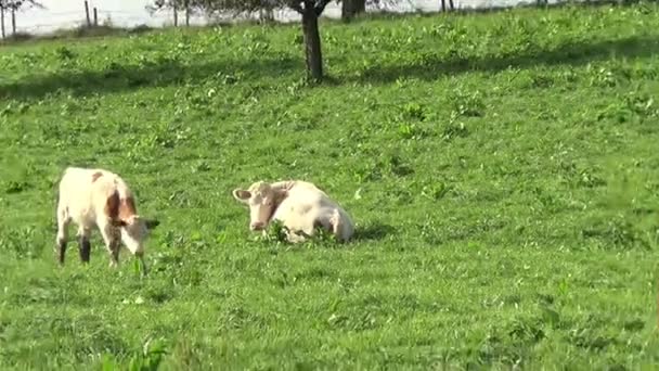 Vacas Terneros Prado Pastando Durmiendo — Vídeos de Stock