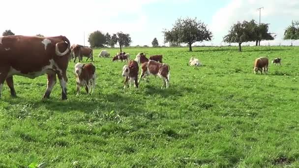 Kühe Und Kälbchen Auf Der Weide Grasen Und Laufen Frei — Stockvideo