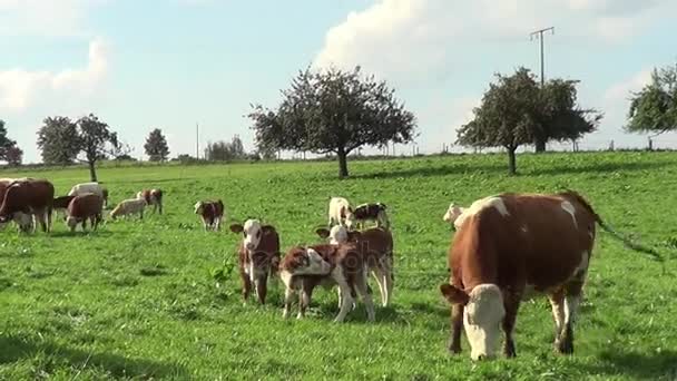 Vacas Fora Prado Vídeo — Vídeo de Stock